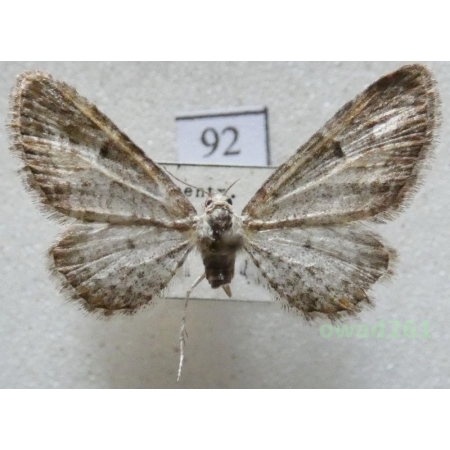 Eupithecia subumbrata (Denis & Schiffermüller, 1775) Czech92
